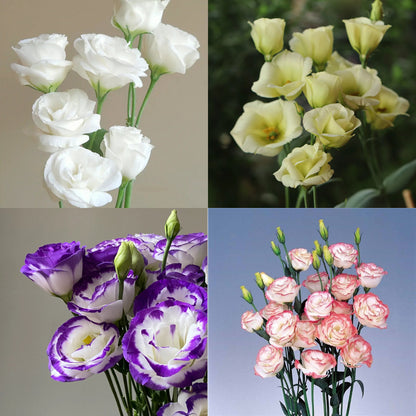 💐Lisianthus – Időtlen szépség, örök szerelem💫