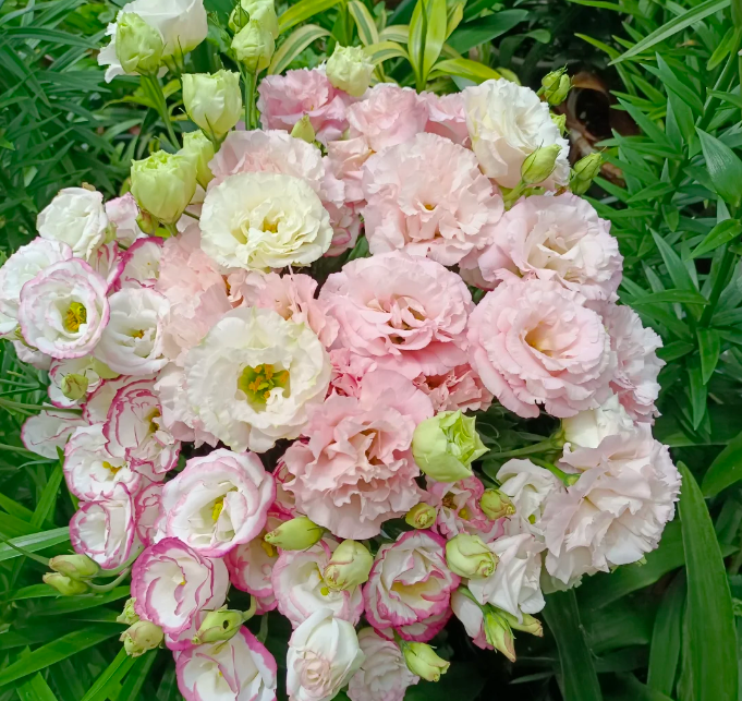 💐Lisianthus – Időtlen szépség, örök szerelem💫