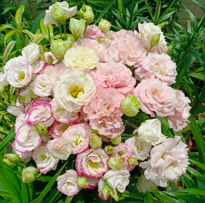 💐Lisianthus – Időtlen szépség, örök szerelem💫