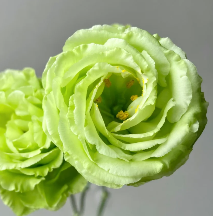 💐Lisianthus – Időtlen szépség, örök szerelem💫