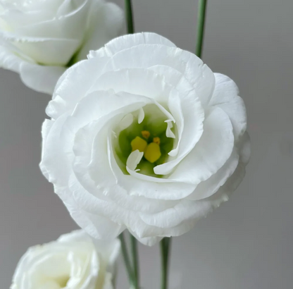 💐Lisianthus – Időtlen szépség, örök szerelem💫