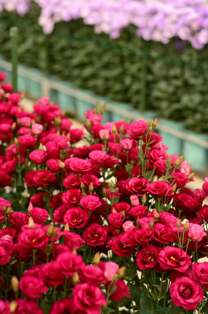 💐Lisianthus – Időtlen szépség, örök szerelem💫