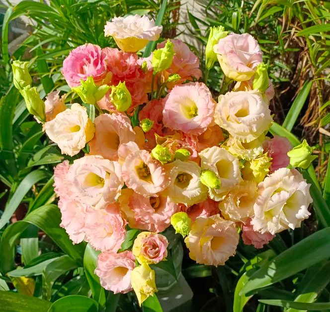 💐Lisianthus – Időtlen szépség, örök szerelem💫