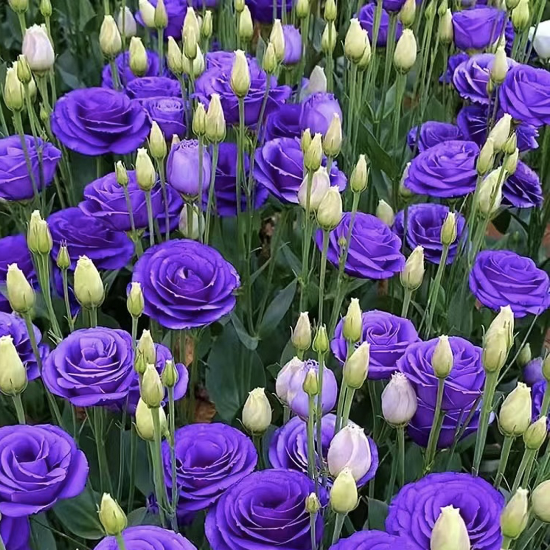💐Lisianthus – Időtlen szépség, örök szerelem💫