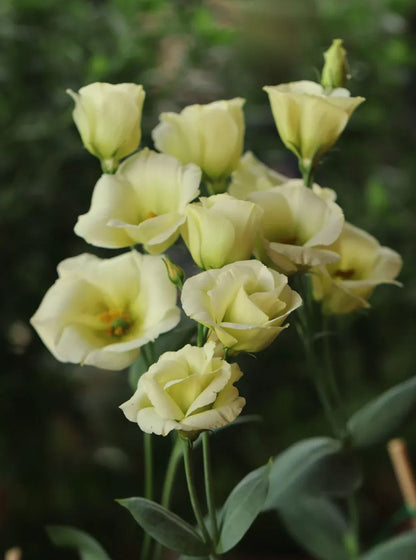 💐Lisianthus – Időtlen szépség, örök szerelem💫